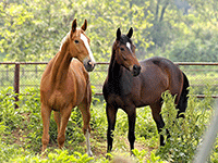 Puzzles en ligne de 8 à 36 pièces, les chevaux